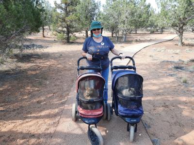 Volunteer Linda Yates pushing two strollers with cats in them